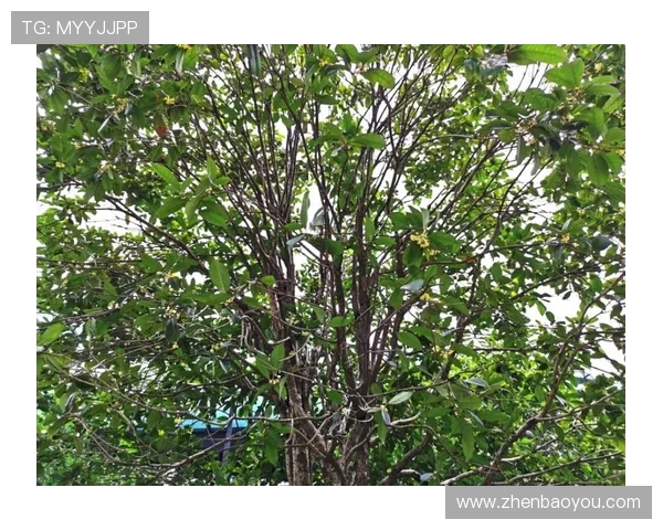 职业俱乐部对赞助商的回报形式创新